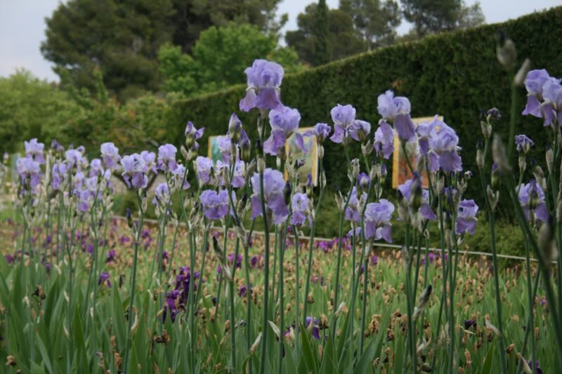 Irrenhaus von Vincent van Gogh Provence
