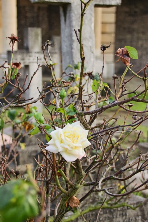 Brompton Cemetery London