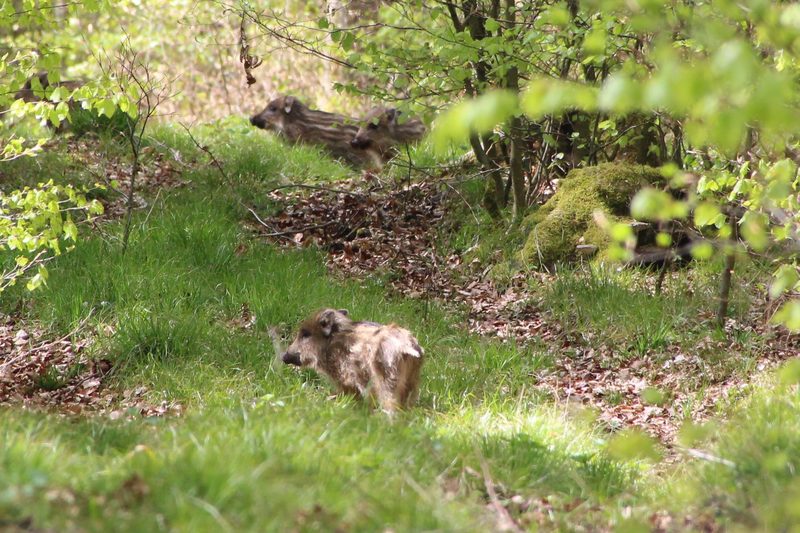 Wildschweine-Leiberg