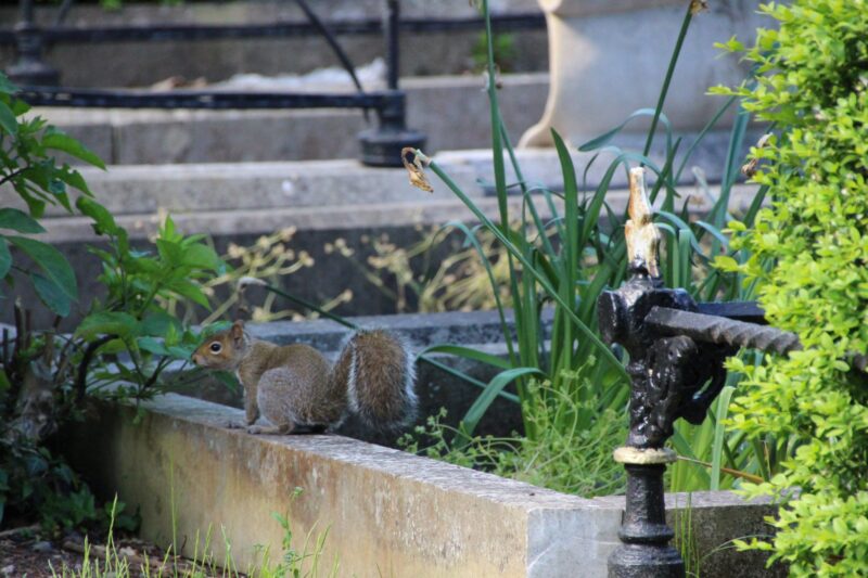 Graveyard-Squirrel