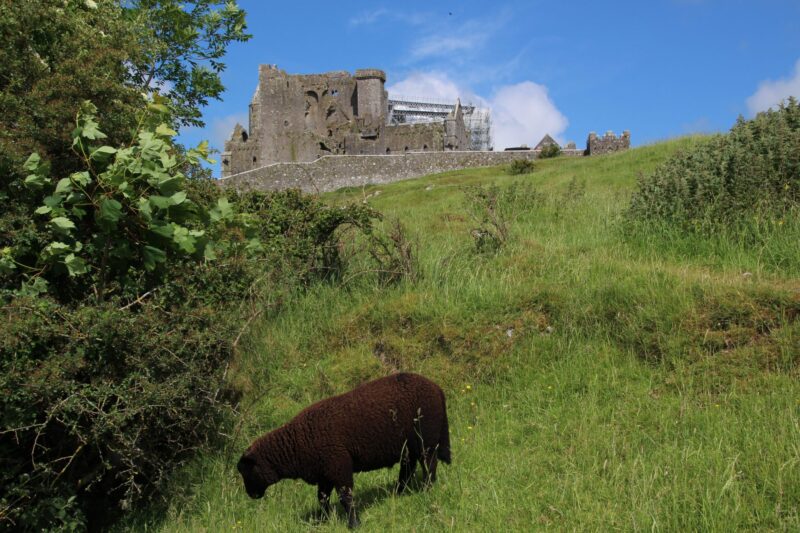 Schaf-Irland-Rock-of-Cashel
