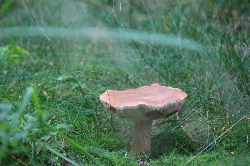 Wandern-Pilz
