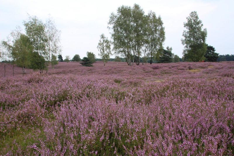 westruper-heide-haltern-am-see-2