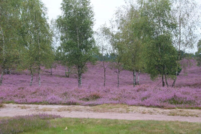 westruper-heide-haltern-am-see-3