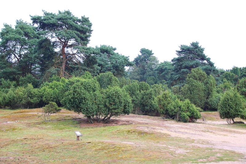 westruper-heide-haltern-am-see1