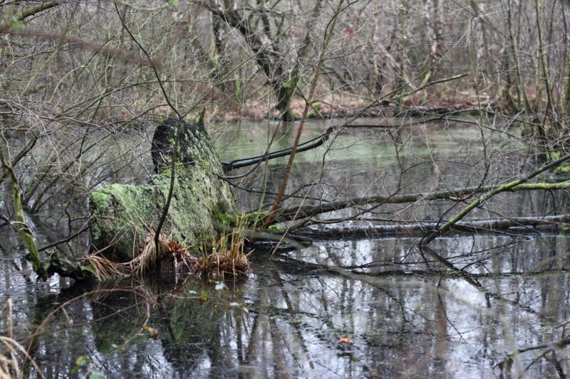 Moorlandschaft Ostwestfalen