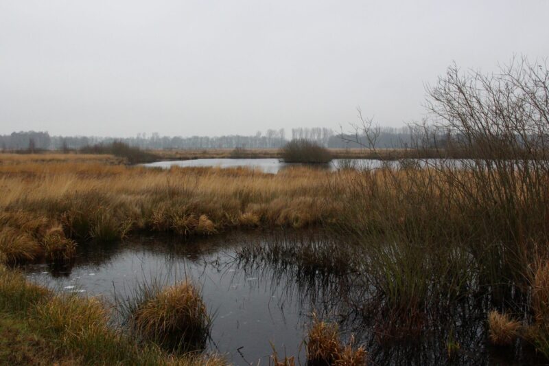 Moor Ostwestfalen
