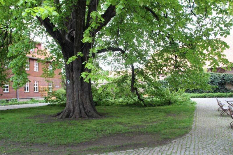 alte Linde Kloster Drübeck