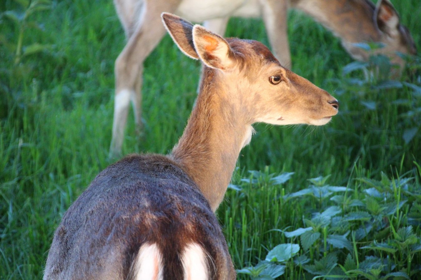Hirsche und Rehe im Harz, Streichelzoo im Harz