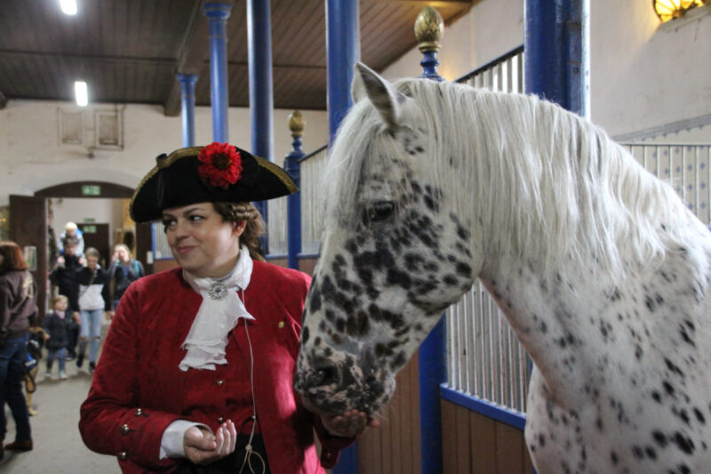 Schloss Bückeburg, Hofreitschule, Lipizzaner