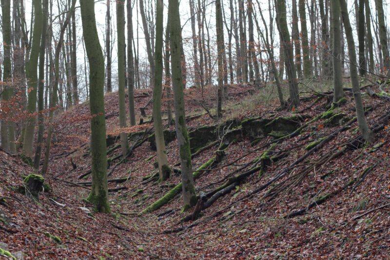 Hünenburg, Wallburg, Paderborn, Burg, Paderborner Land, Borchen