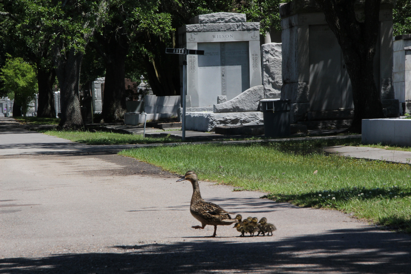 Entenfamilie auf dem Friedhof, Mama Ente mit Baby Enten, Entenbabies auf dem Friedhof