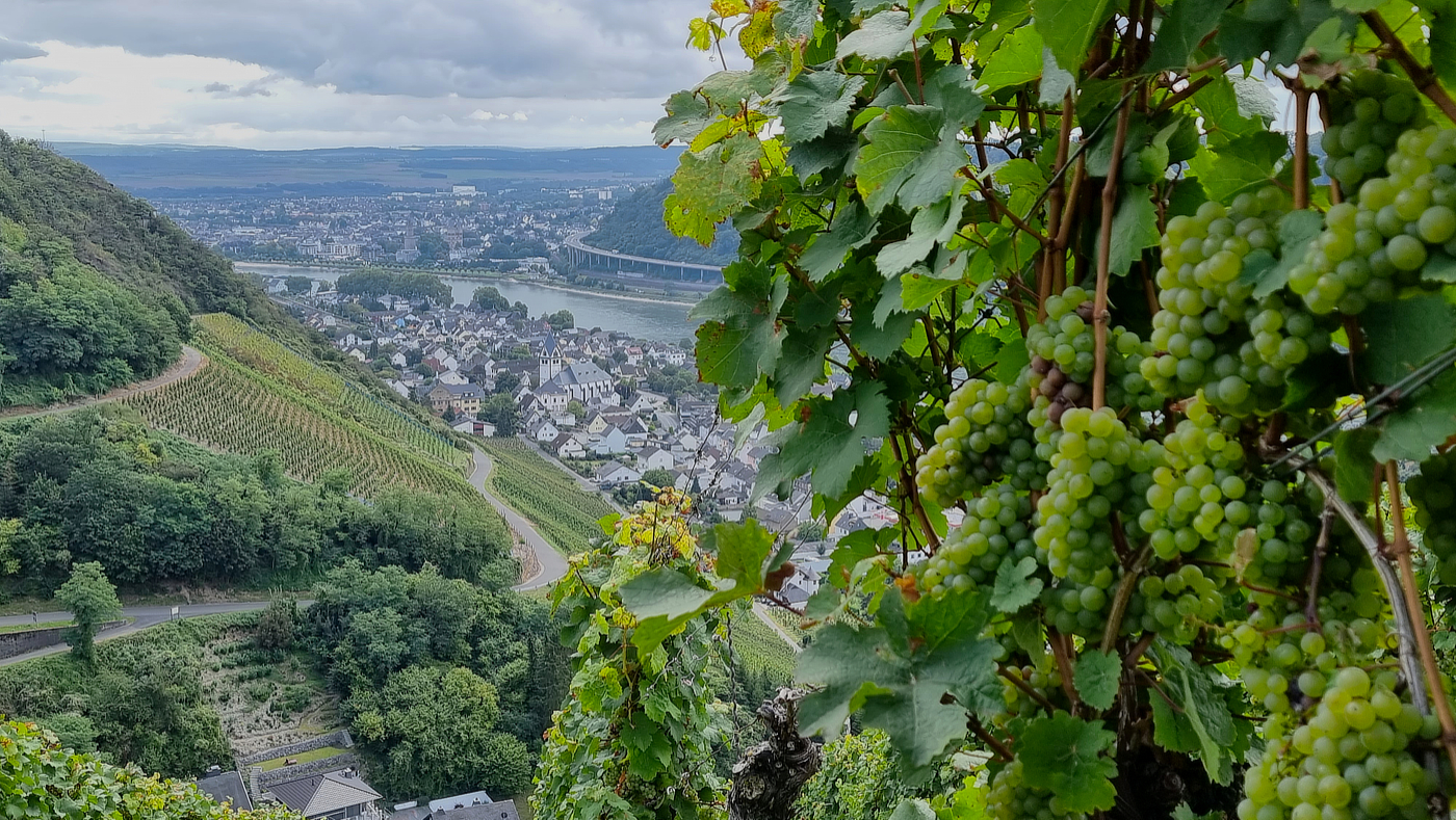 Wellness am Mittelrhein, Wandern am Mittelrhein, Wandern in den Weinbergen