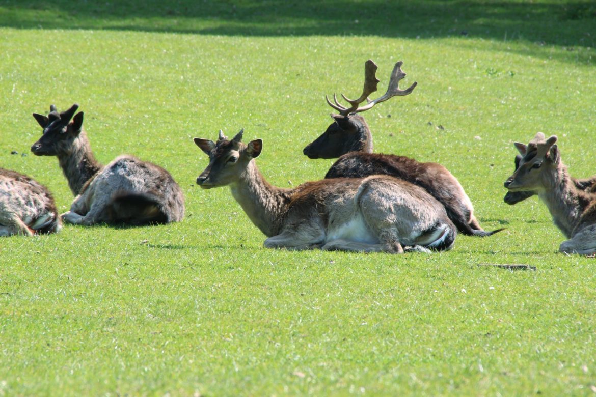 Wildgehege im Gräflichen Park, Tipps für Bad Driburg im Teutoburger Wald