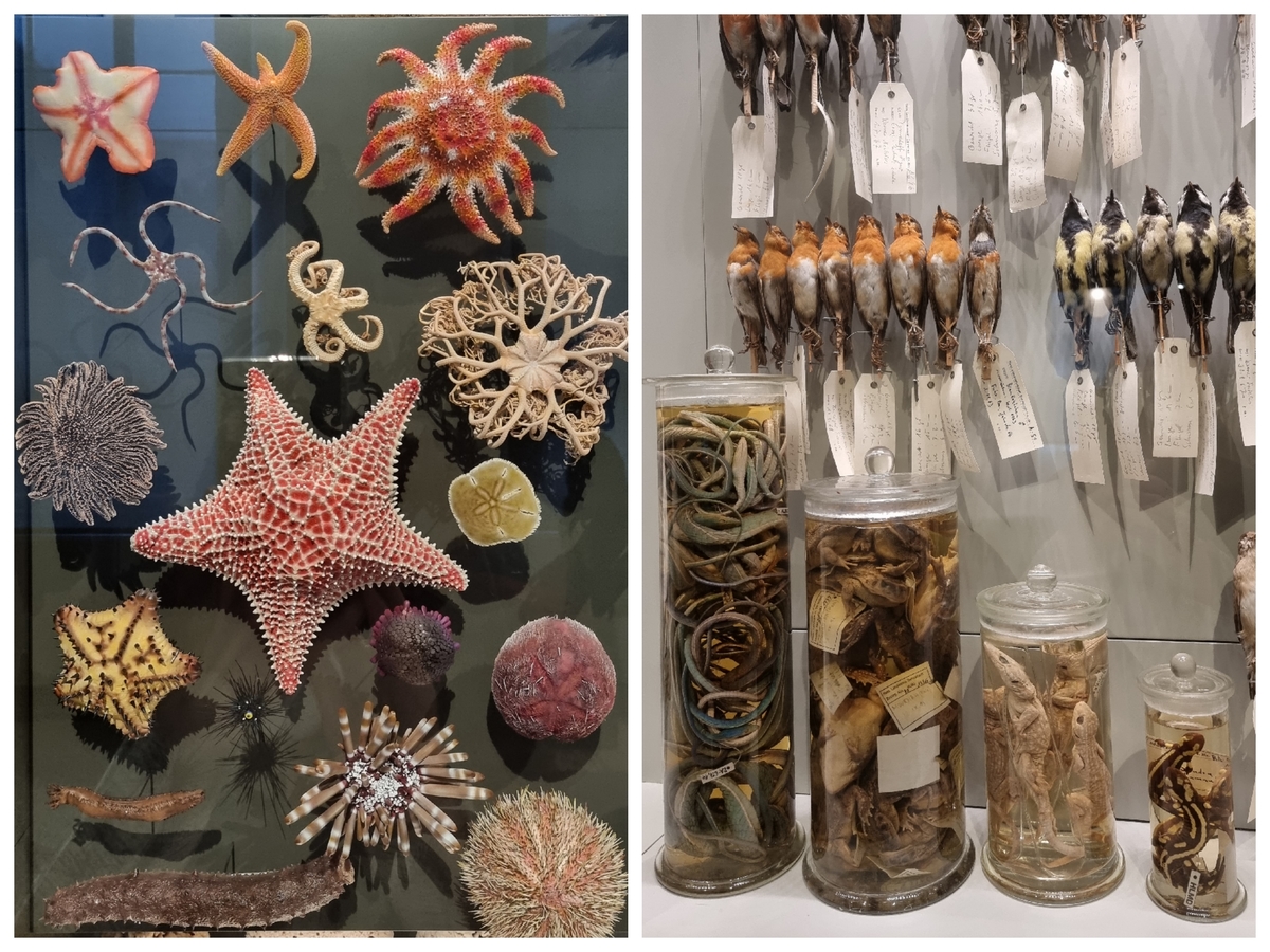 Das Landesmuseum Darmstadt gehört zu den interessantesten Museen in Hessen und die Top-Sehenswürdigkeit von Darmstadt. 