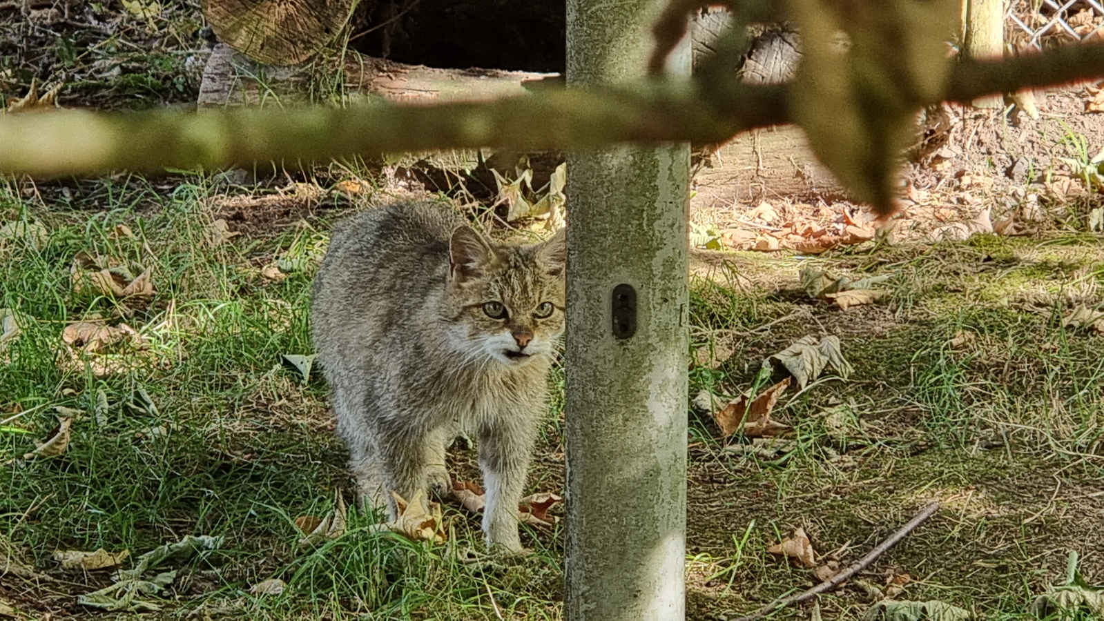Wildenburg Wildgehege mit Waschbären, Ausflugstipps im Hunsrück.