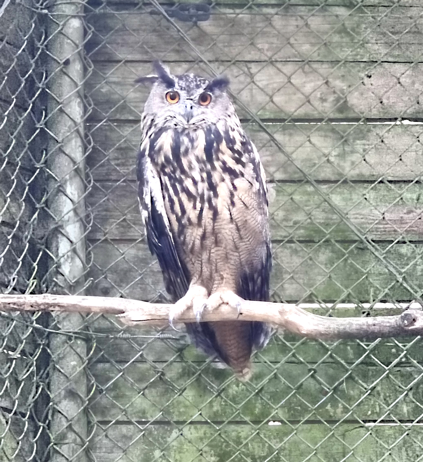 Wildenburg Wildgehege mit Waschbären, Ausflugstipps im Hunsrück.