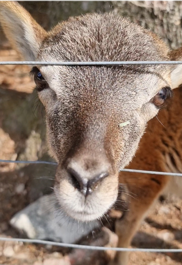 Wildenburg Wildgehege mit Waschbären, Ausflugstipps im Hunsrück.