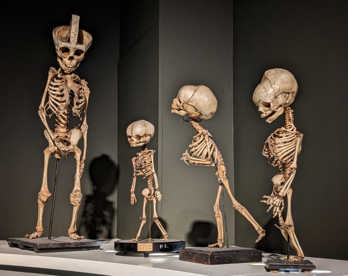 Friesland und Groningen, Friesland Sehenswürdigkeiten, Groningen Sehenswürdigkeiten, Universitätsmuseum Groningen 