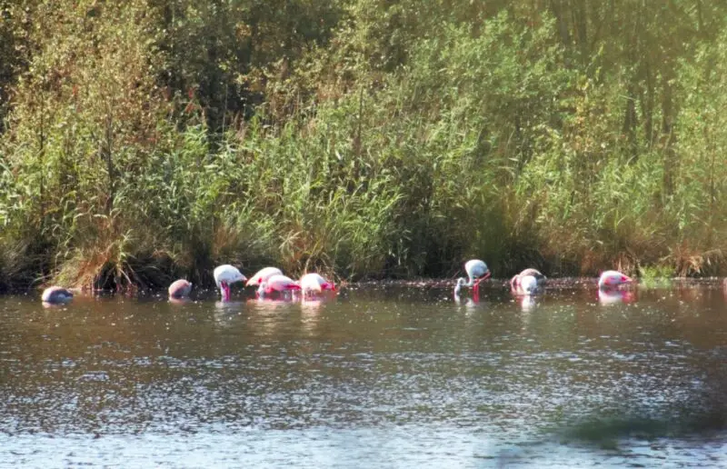 Flamingos-im-Münsterland-1