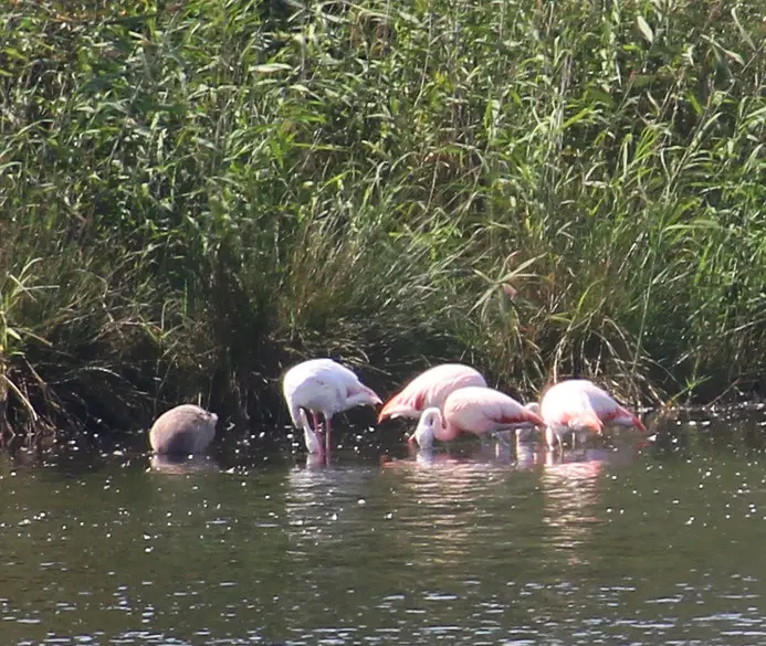 Flamingos-im-Münsterland-2