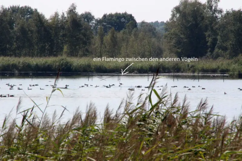 Flamingos-in-Nordrhein-Westfalen-2