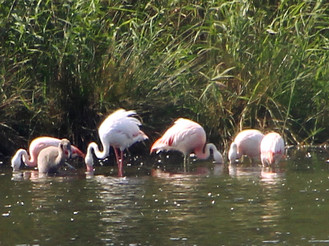 Flamingos in Deutschland, in Nordrhein-Westfalen