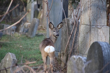 Schöne Friedhöfe von Wien – Zentralfriedhof in Wien