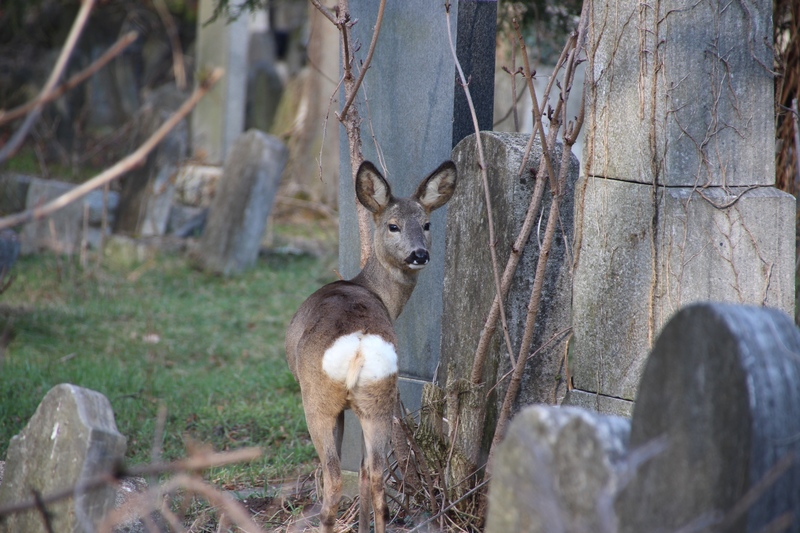 Tiere auf dem Friedhof, Rehe auf dem Friedhof
