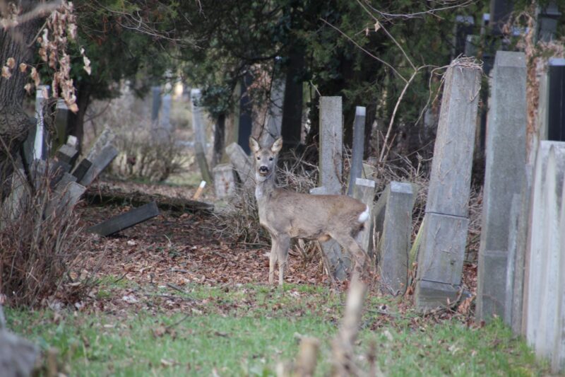 Rehe auf dem Zentralfriedhof in Wien, Tiere auf dem Friedhof