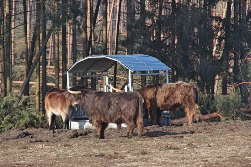 Hochland Rinder im Teutoburger Wald, Exmore Ponies in Ostwestfalen