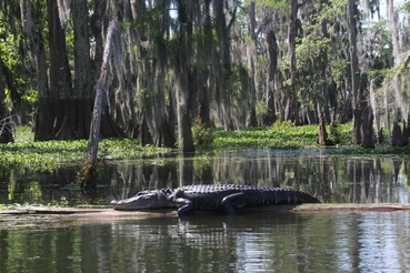 Sightseeing in Lafayette, der Cajun-Hauptstadt