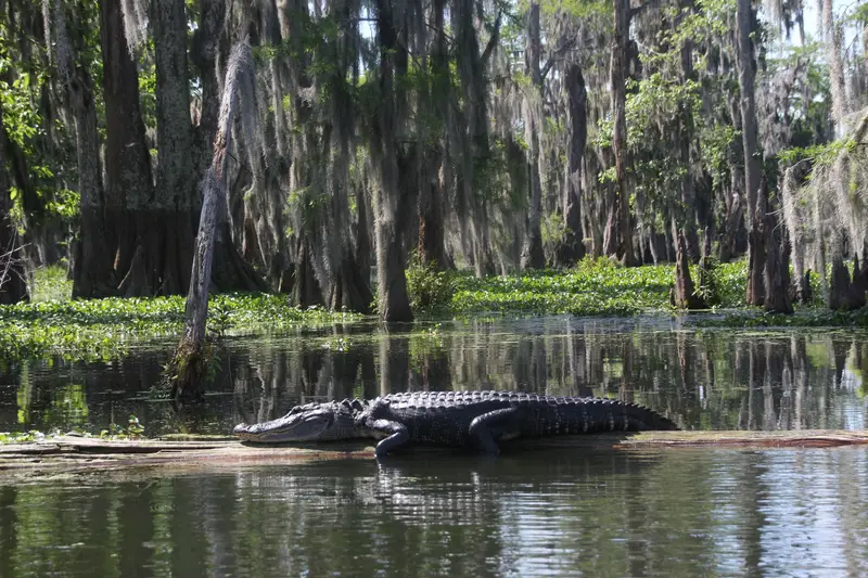 Alligator im Sumpf, Sumpf Lake Martin, Aligatoren in Louisiana