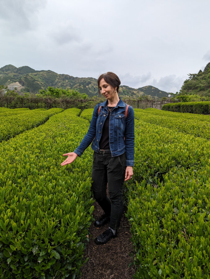 Japan auf eigene Faust, Teeplantage besuchen in Japan