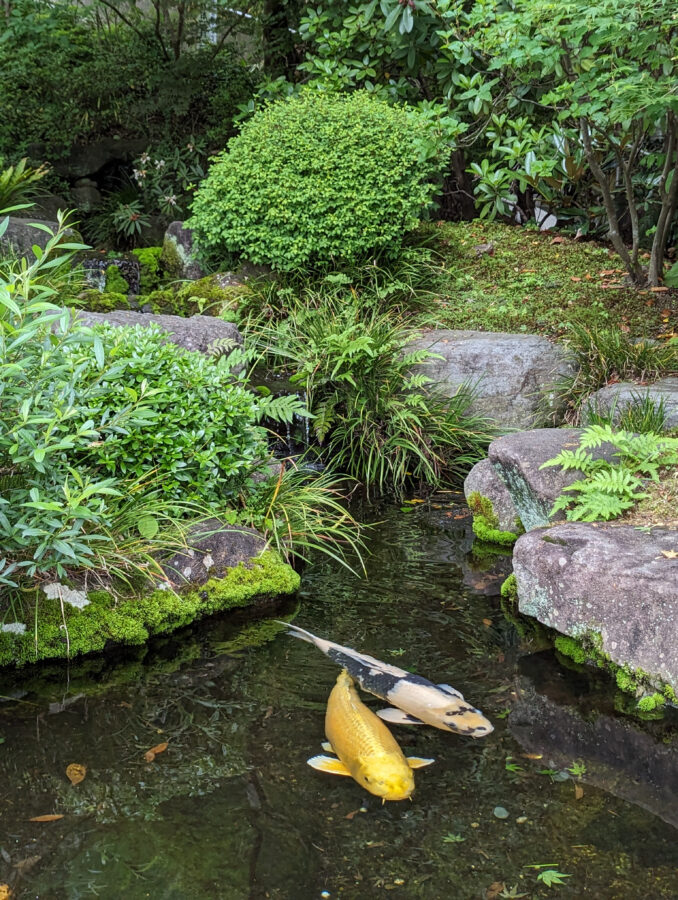 Japanischer Garten mit Koi-Karpfen
