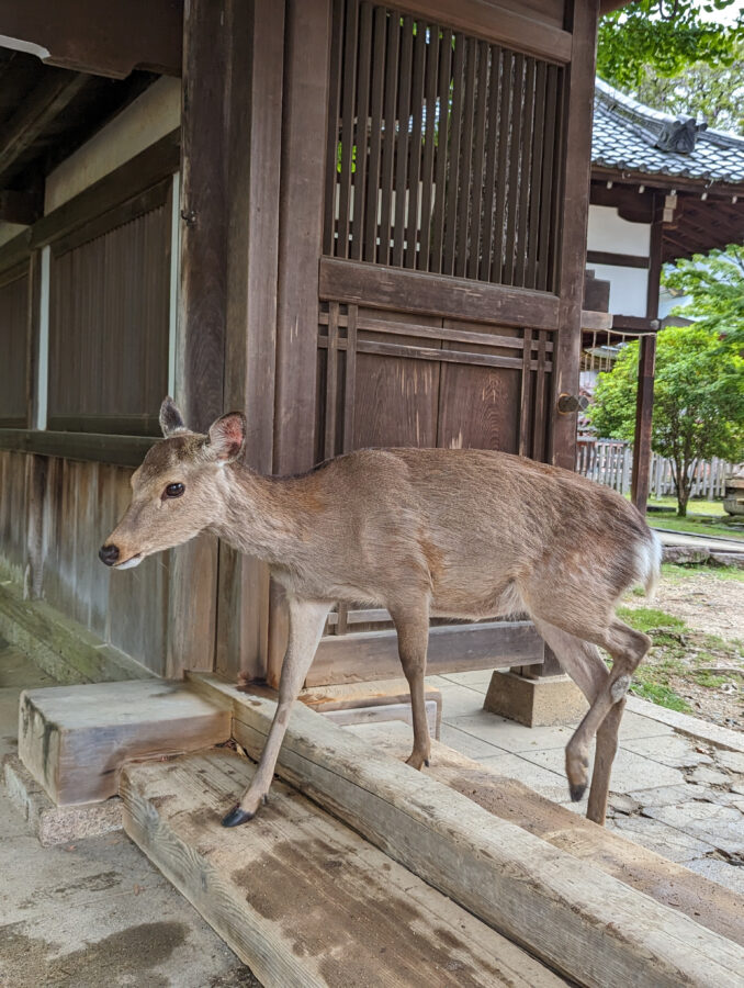 Reh im Tempel in Nara, Japan