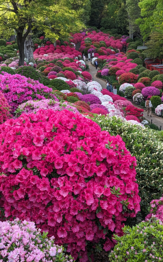 Japanischer Garten, Azaleengarten, Japanischer Garten in Tokio